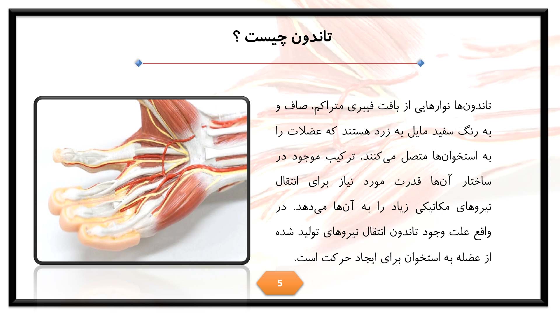 پاورپوینت در مورد تاندون 